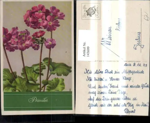 143699,Blumen Primeln