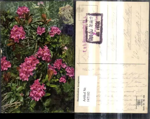 147102,Blumen Rhododendren pub Photochromie Ostermayr e Nenke 521/922