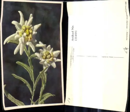 155491,Blumen Edelweiß Leontopodium alpinum