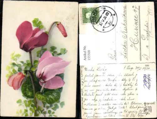155500,Blumen Alpenveilchen