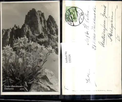 155524,Foto Ak Tiroler Alpenblumen Alpenflora Edelweiss Bergkulisse