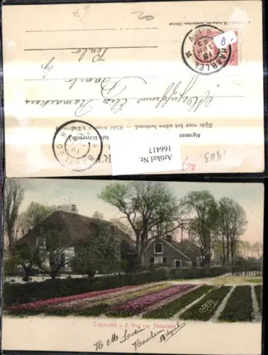 166417,Blumen Tulpen Tulpenveld a d. Weg ran Heemstede
