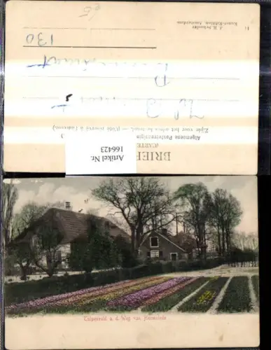 166423,Blumen Tulpen Tulpenveld a d. Weg ran Heemstede