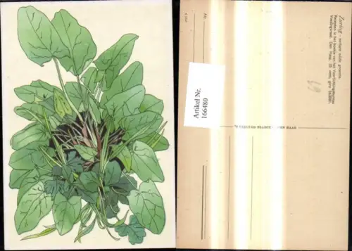 166480,Planze Ampfer Blätter Vegetation