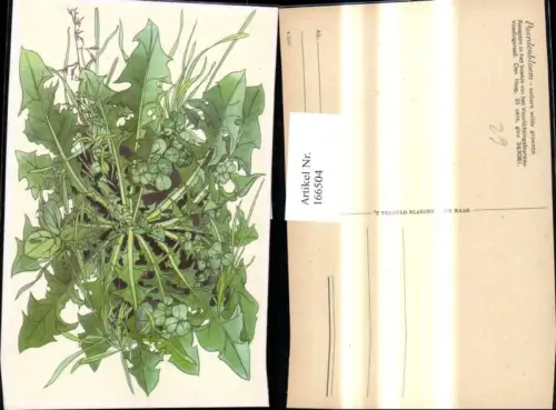 166504,Pflanze Gewöhnlicher Löwenzahn Blätter Vegetation