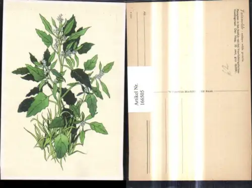 166505,Pflanze Gartenmelde Vegetation