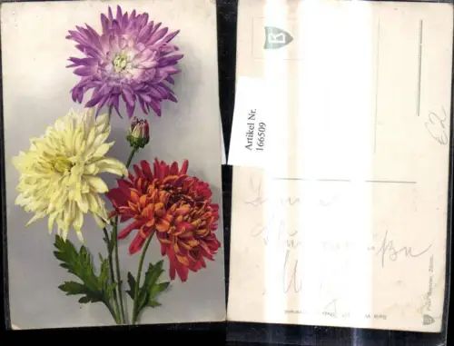 166509,Blumen Chrysanthemen