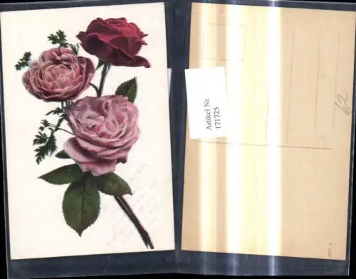 171725,Rote Rosa Rosen Blumen