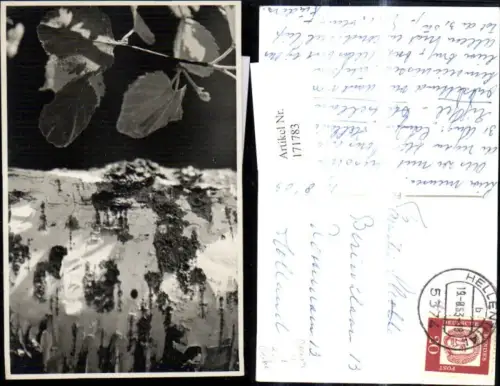 171783,Foto Ak Birke Baum Stamm m. Zweig Blätter Detailaufnahme