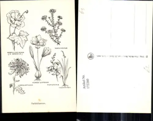 172260,Blumen Zeichnung Herfstbloemen Herbstblumen Zeichnung Chrysanthemen Herbstaster