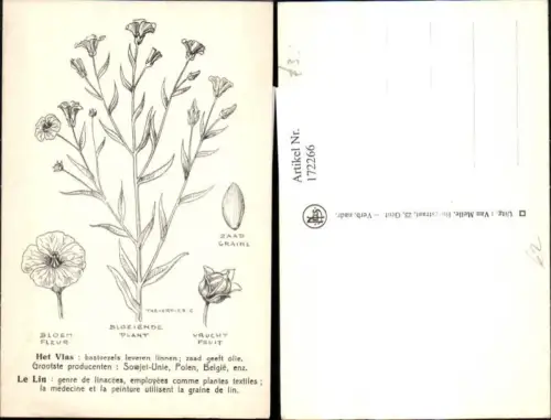 172266,Blumen Zeichnung Bloeiende Plant Zaad Graine Bloem Fleur