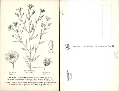 172279,Blumen Zeichnung Bloeiende Plant Zaad Graine Bloem Fleur