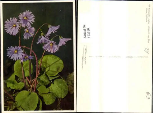 172310,Blumen Soldanella alpina Alpine Soldanella