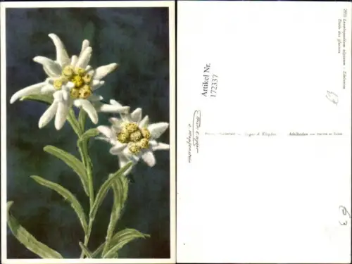 172337,Blumen Leontopodium alpinum Edelweiss