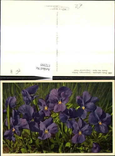 172395,Blumen Viola calcarata Langsporniges Veilchen