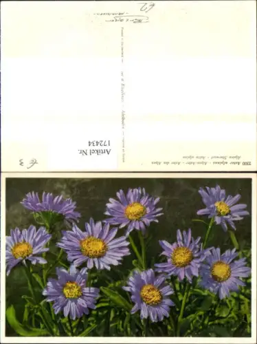172434,Blumen Aster Alpinus Alpen Aster