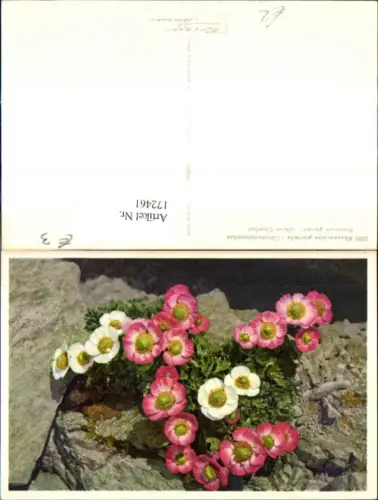 172461,Blumen Rhanunculus glacialis Gletscherhahnenfuss