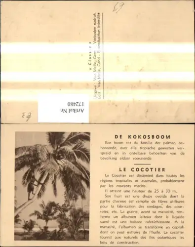 172480,Bäume De Kokoskoom Kokospalme Kokosbaum Text