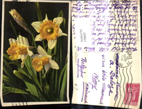 179927,Blumen Gelbe Narzissen Blüten