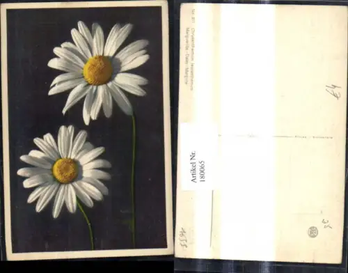 180065,Blumen Chrysanthemum leucanthemum Margerite Daisy