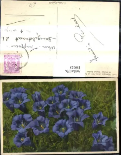 180328,Blumen Enzian Alpenflora