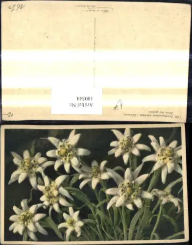 180344,Blumen Edelweiß Alpenflora