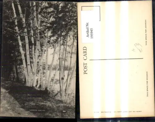 195945,Vegetation Bäume Birken Lakeside Birches