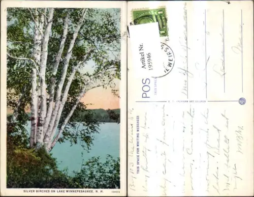 195946,Vegetation Bäume Birken Silver Birches on Lake Winnepesaukee New Hampshire