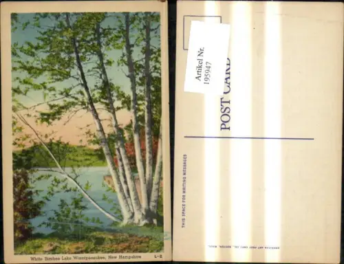 195947,Vegetation Bäume Birken White Birches Lake Winnepeasukee New Hampshire