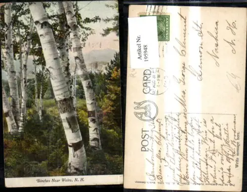 195948,Vegetation Bäume Birken Birches Near Weirs New Hampshire