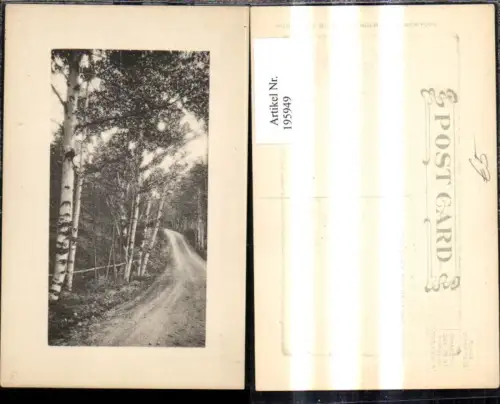 195949,Vegetation Bäume Birken Weg Präge Passepartout