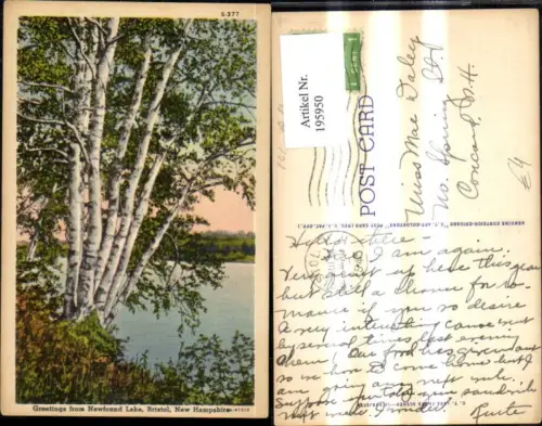 195950,Vegetation Bäume Birken Greetings from Newfound Lake Bristol New Hampshire
