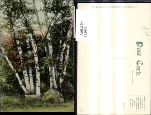 195952,Vegetation Bäume Birken Birches Trees North Conway New Hampshire