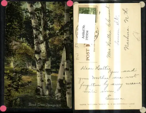 195954,Vegetation Bäume Birken Birches Trees Conway New Hampshire