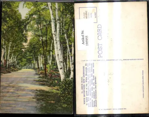 195955,Vegetation Bäume Birken Birch Road White Mountains New Hampshire