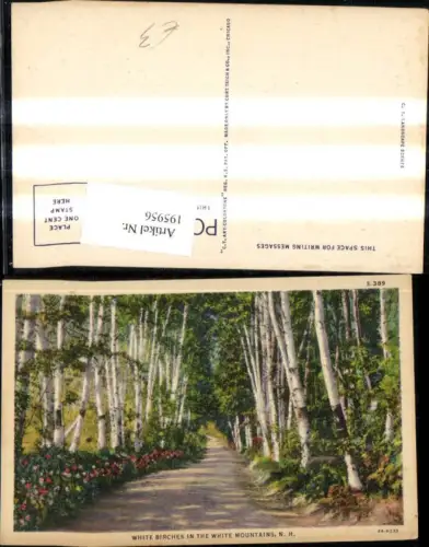 195956,Vegetation Bäume Birken White Birches in the White Mountains New Hampshire