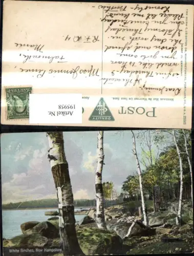 195958,Vegetation Bäume Birken White Birches New Hampshire