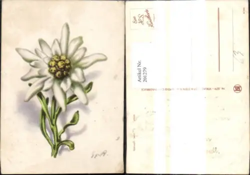201279,Künstler Ak Edelweiß Blüte Blumen