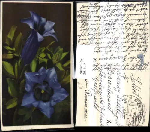 201337,Blumen Großblütiger Enzian Alpenflora pub Photochromie Ostermayr e Nenke 658/1868