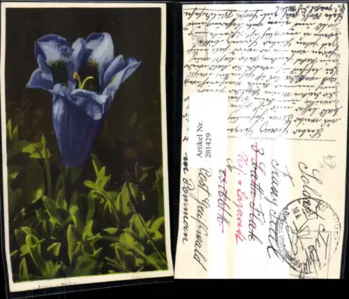 201429,Blumen Keulenenzian Enzian Alpenflora pub Photochromie Ostermayr e Nenke 658/1871