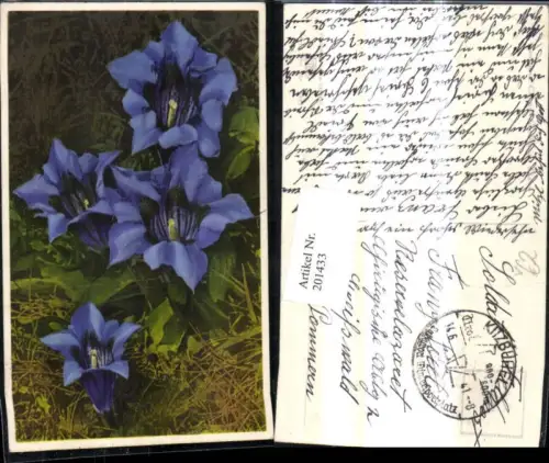 201433,Blumen Großblütiger Enzian Alpenflora pub Photochromie Ostermayr e Nenke 658/1869