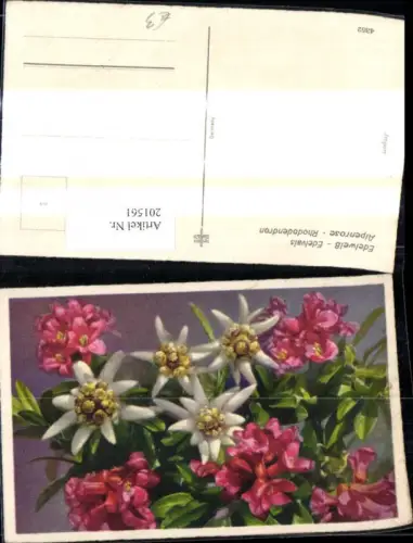 201561,Blumen Edelweiß Alpenrose Alpenflora