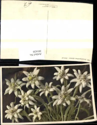 201620,Blumen Leontopodium alpinum Edelweiß Alpenflora