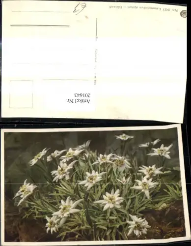 201643,Blumen Leontopodium alpinum Edelweiß Alpenflora