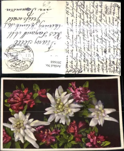 201668,Blumen Alpenrose Edelweiß Alpenflora pub Photochromie Ostermayr e Nenke