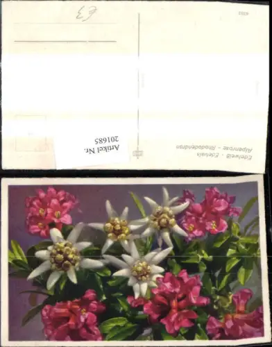 201685,Blumen Edelweiß Alpenrose Alpenflora