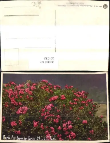 201755,Blumen Rhododendron ferrugineum Alpenrose Alpine Rhododendron Alpenflora