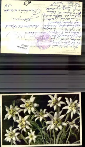 205332,Vegetation Blumen Edelweiß Leonfopodium alpinum