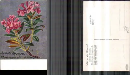 205337,Vegetation Blumen Rostrote Alpenrose Rhoddodendron ferrugineum