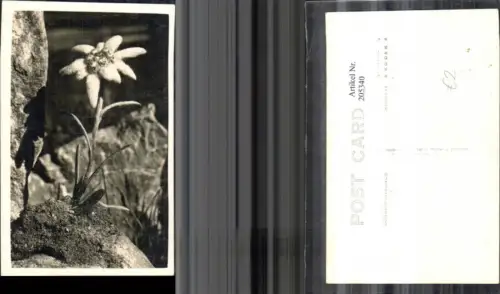 205340,Vegetation Blumen Edelweiß